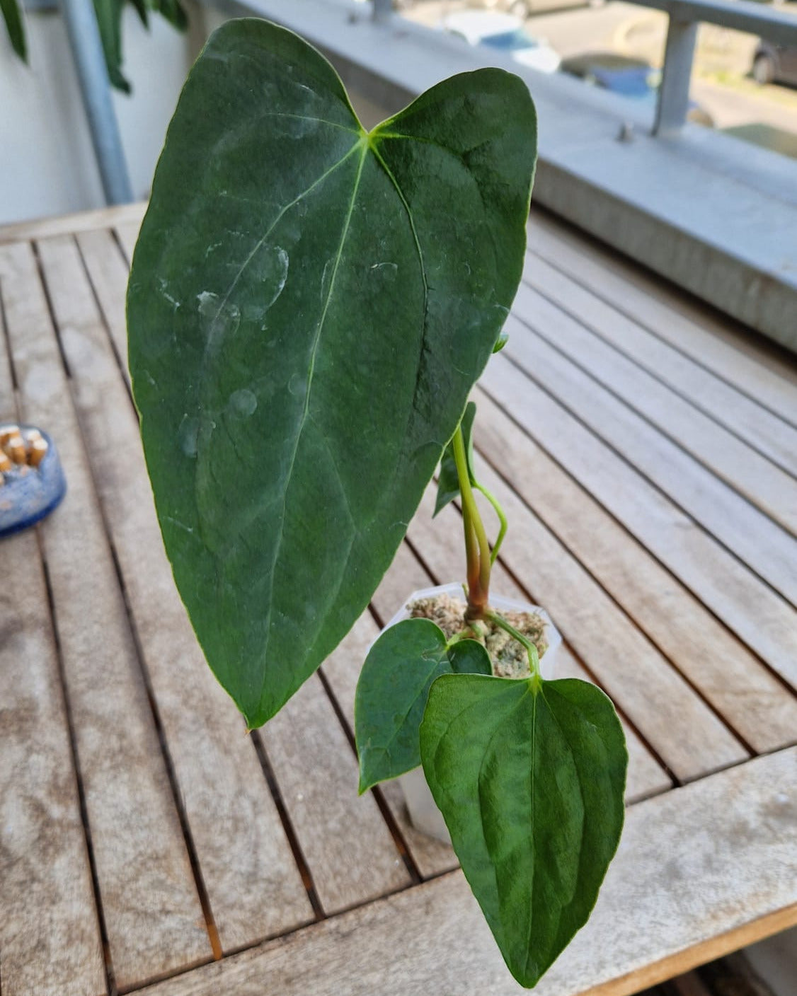Anthurium blue papillilaminum S1 magenta x papillilaminum A+RLFS