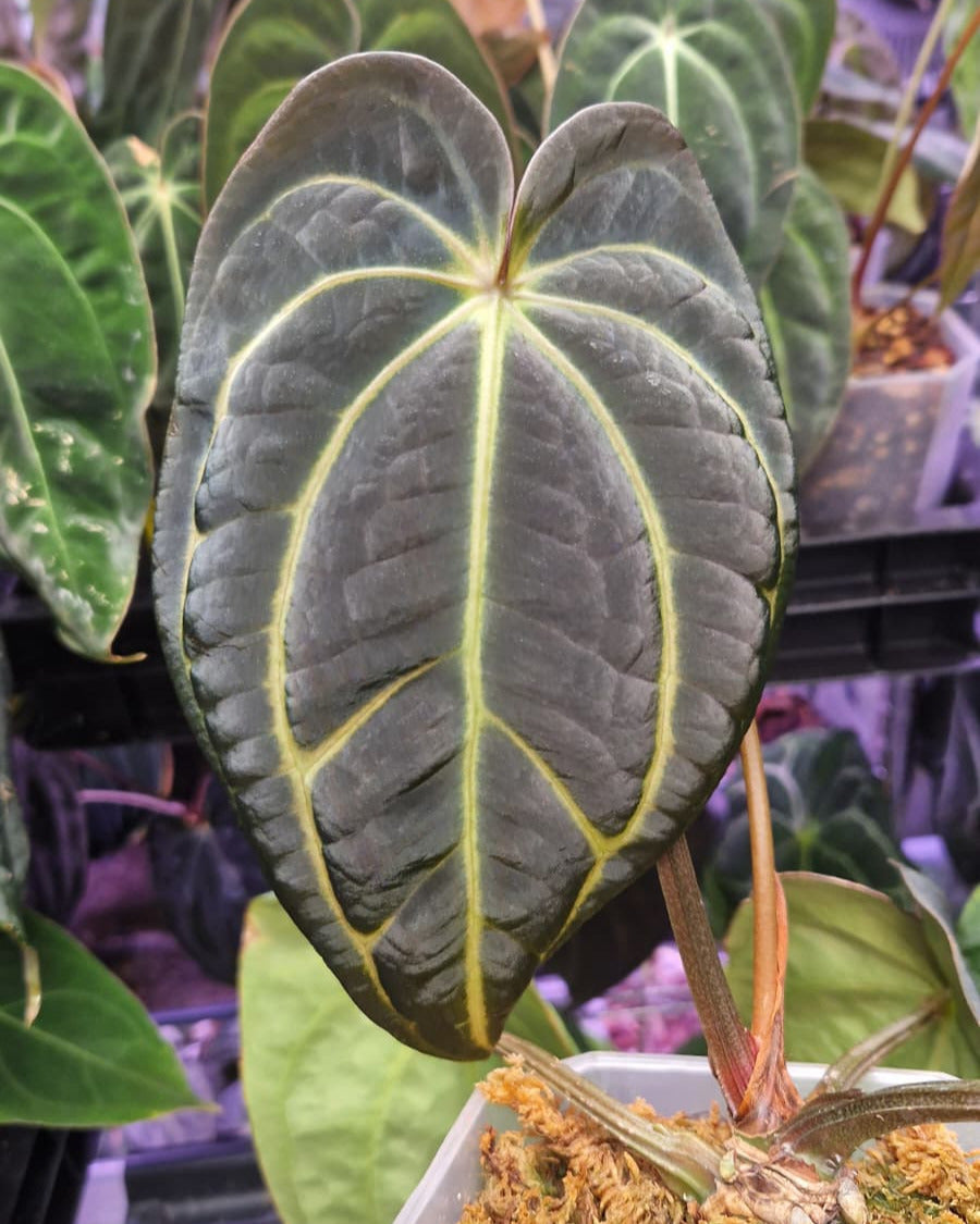 Anthurium 'sp trilobe' x carlablackiae T1