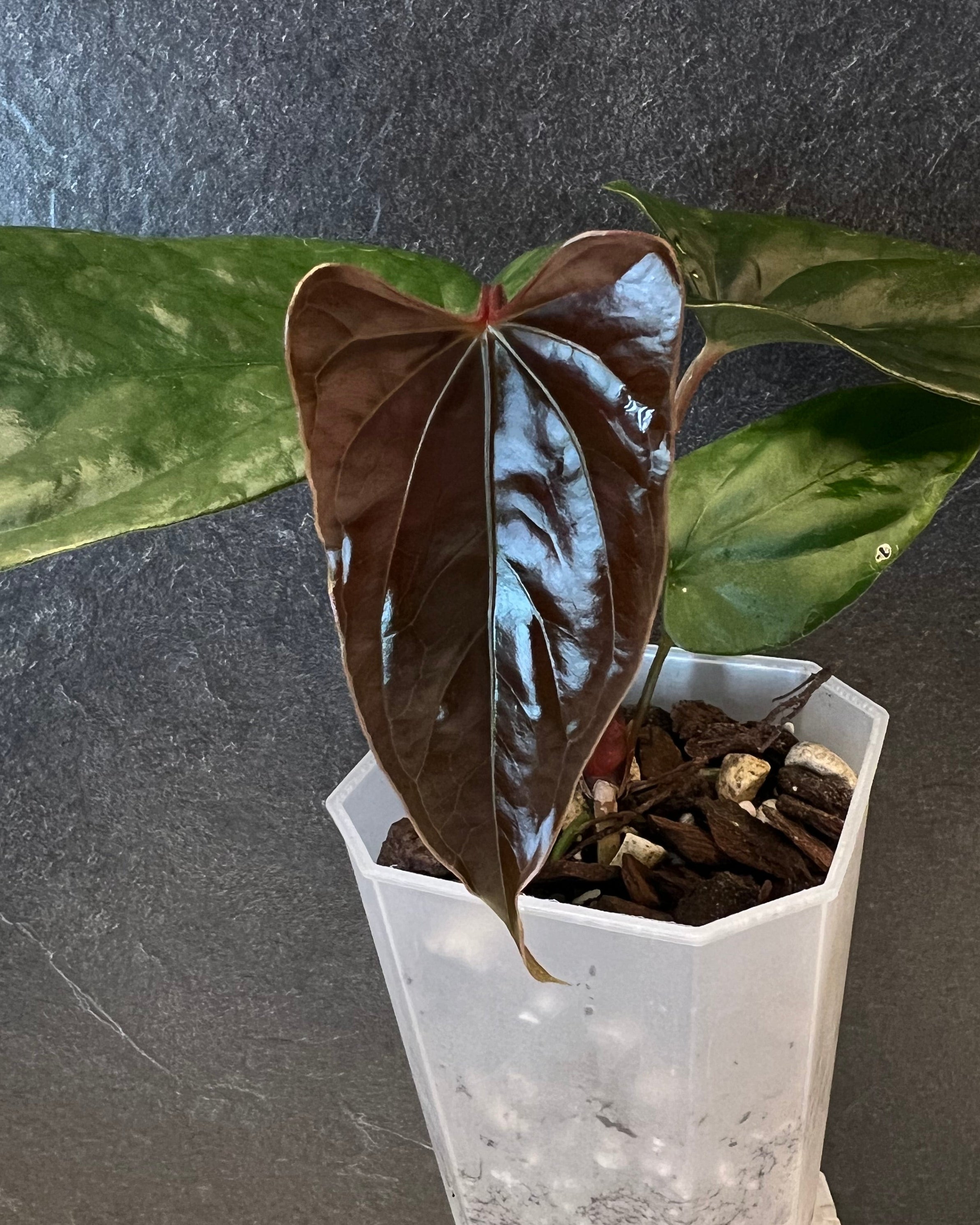 Anthurium Curandero