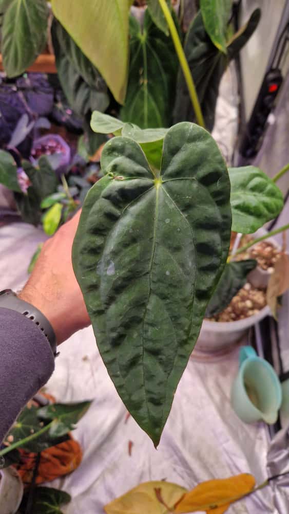 Anthurium dressleri T1 x papillilaminum Daniel