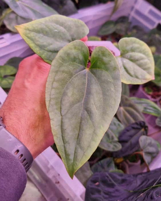 Anthurium dressleri T1 x kunayalense T1