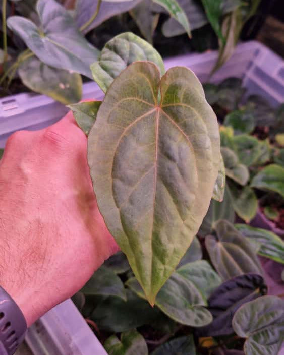Anthurium dressleri T1 x kunayalense T1