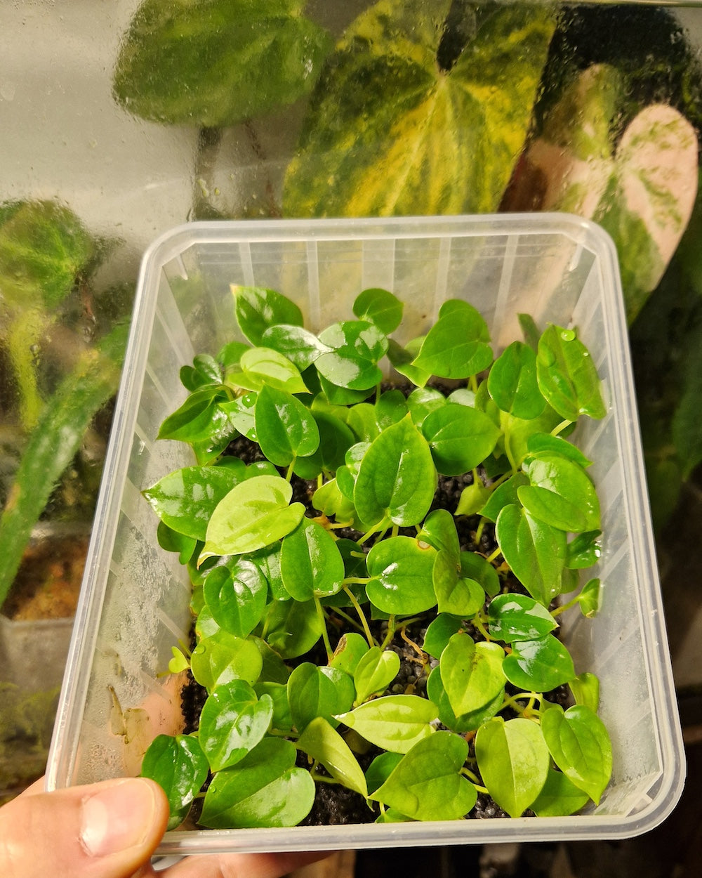 Anthurium papillilaminum Daniel x dressleri T1