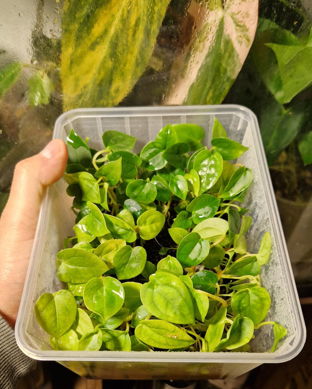 Anthurium papillilaminum A+RLFS x papillilaminum T9