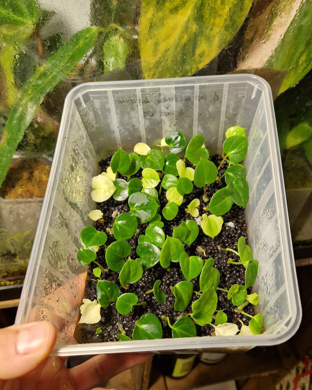 Anthurium papillilaminum Daniel x besseae aff F2 (oval x sharp)