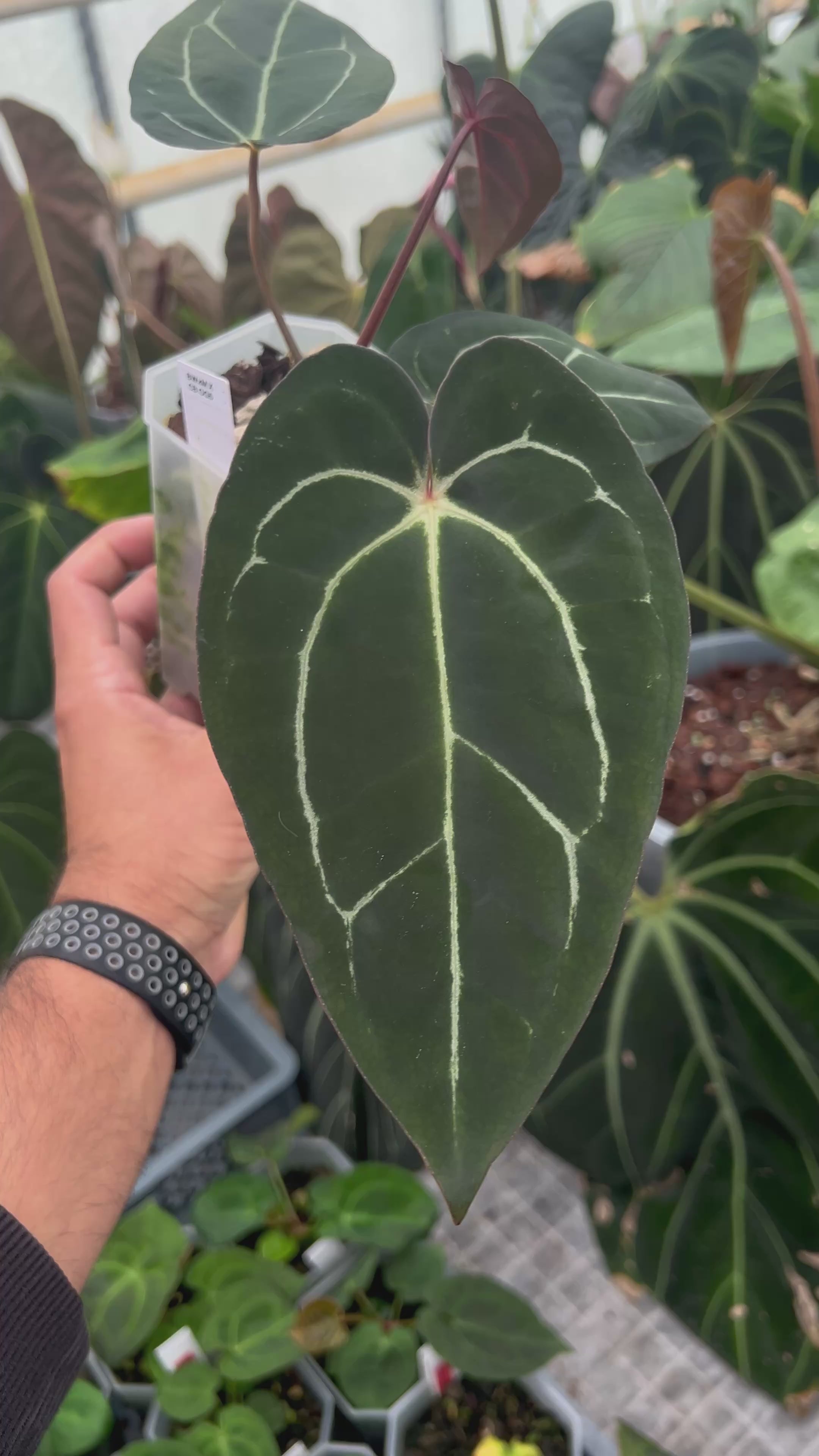 Anthurium (Black Widow x Michelle) x carlablackiae OG5