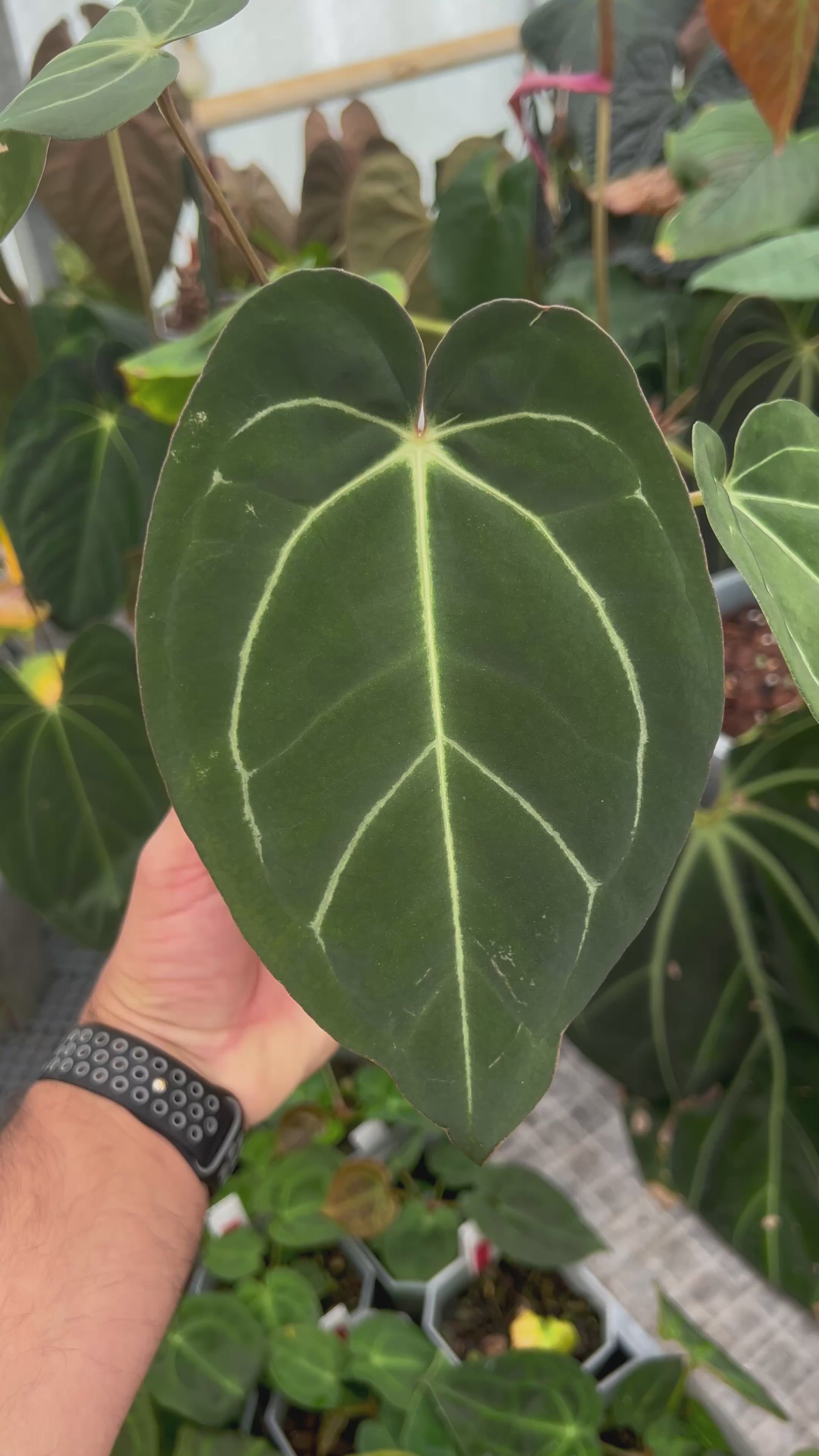 Anthurium (Black Widow x Michelle) x carlablackiae OG5