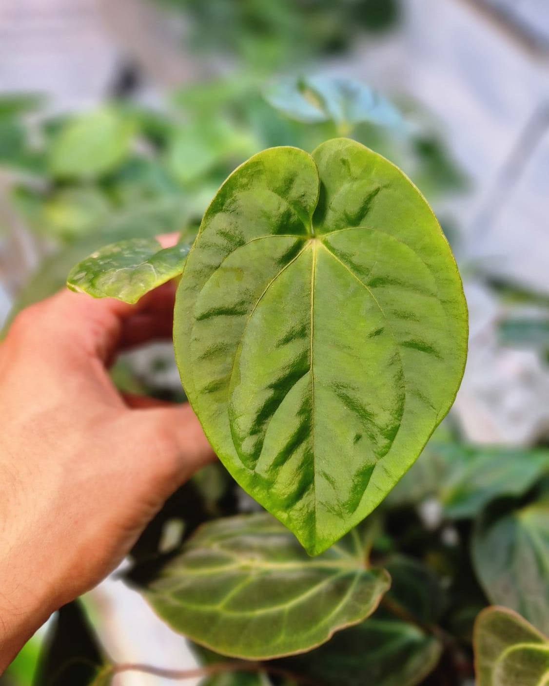Anthurium papillilaminum T7 x kunayalense T1