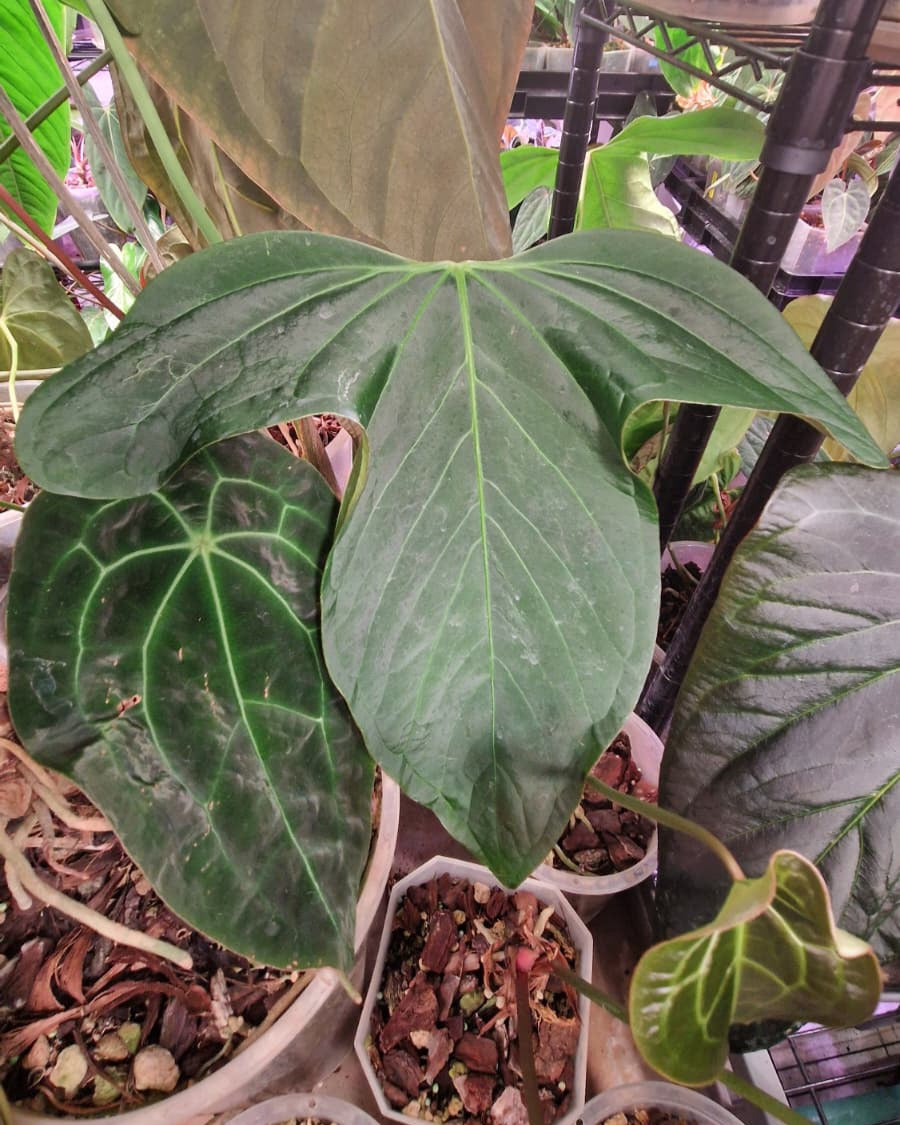 Anthurium 'sp trilobe' x carlablackiae T1