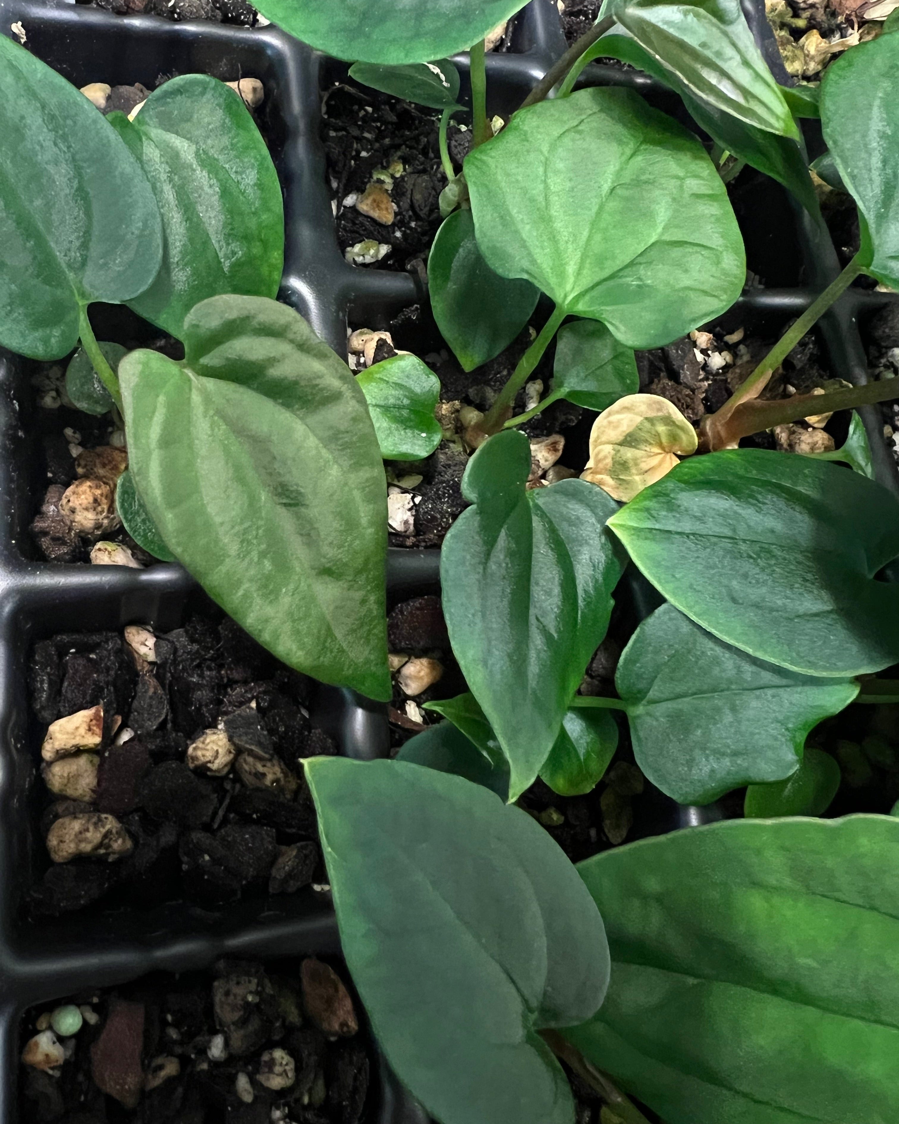 Anthurium antolakii Swamp Raisin x Overlap