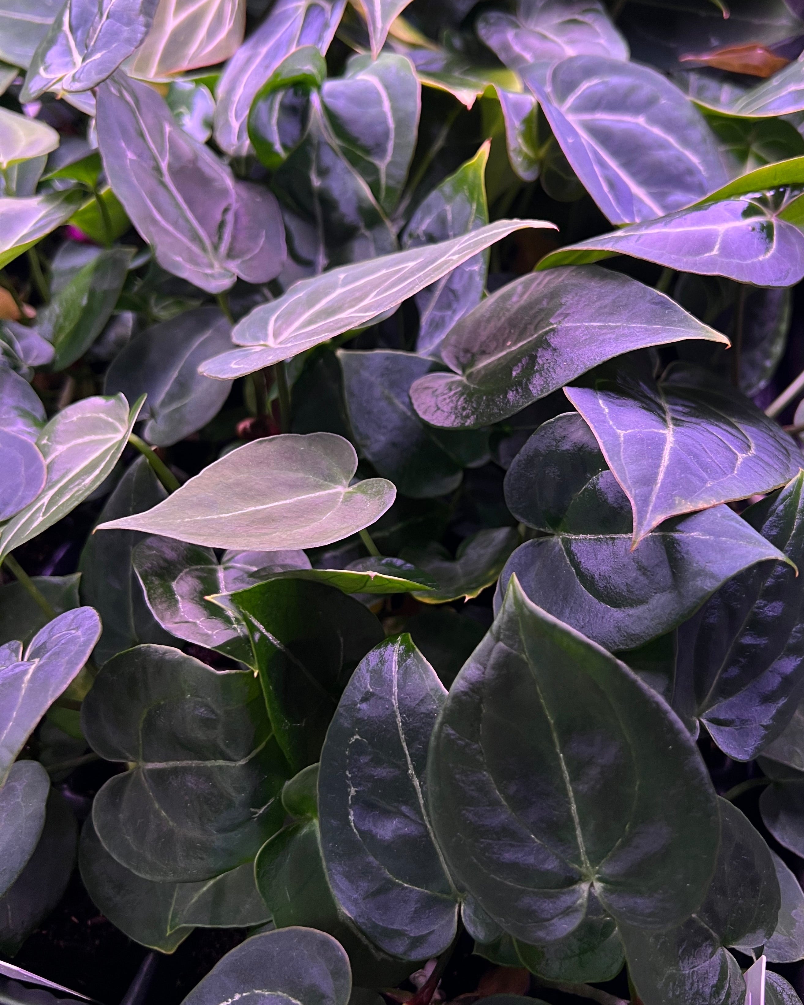 Anthurium Stripey x Odin